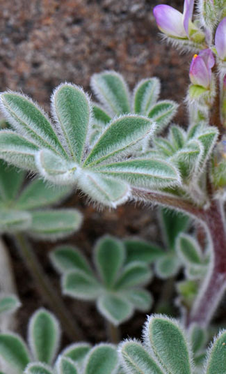 Lupinus concinnus, Bajada Lupine, Southwest Desert Flora